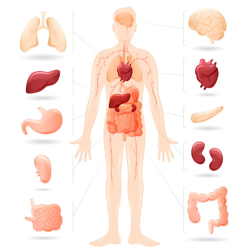 对身体系统的长期影响